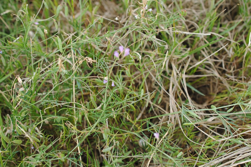 Ervum gracile (=Vicia tenuissima) / Veccia gracile